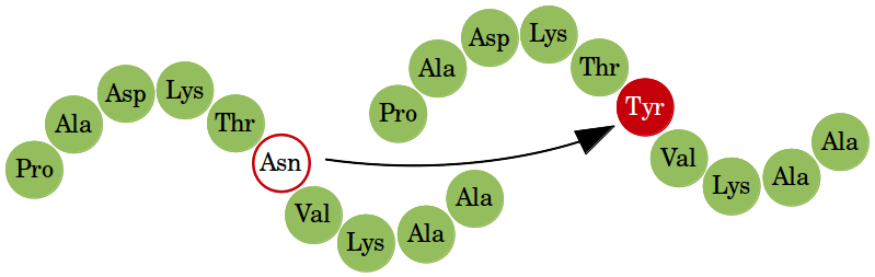 An example of an amino acid substitution.