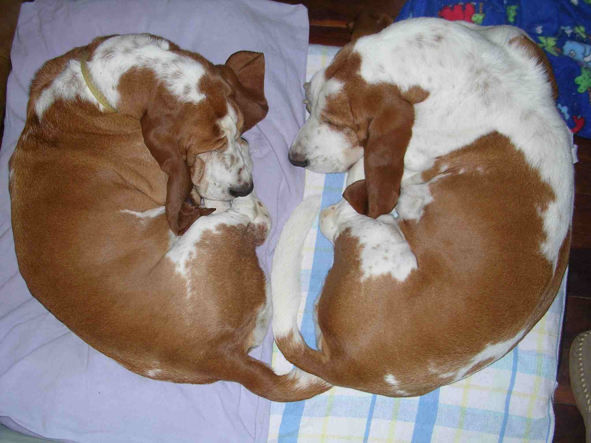 Two dogs make a heart.